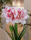 Hippeastrum Elvas ®