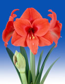 Hippeastrum Naranja ® Hippeastrum Naranja ®