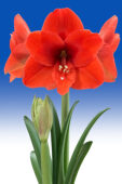 Hippeastrum Naranja ® Hippeastrum Naranja ®