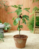 Ficus carica Violetta ® Ficus carica Violetta ®