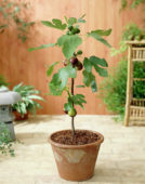 Ficus carica Violetta ®