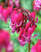 Dicentra Red Fountain