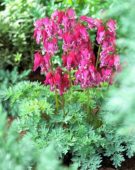 Dicentra Red Fountain