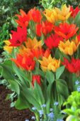 Tulipa praestans gemengd