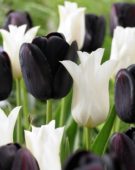Tulipa Queen of Night, White Elegance