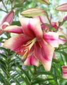 Lilium roze