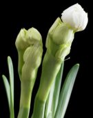 Beautiful Black serie: Narcissus Bridal Crown