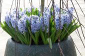Hyacinthus Blue Giant