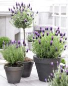 Lavandula stoechas Anouk ® Lavandula stoechas Anouk ®
