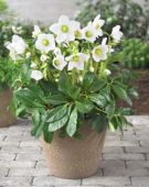 Helleborus niger