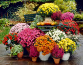 Chrysanthemum mixed