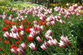 Tulipa Peppermintstick