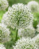 Allium Mount Everest