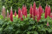 Lupinus Red Rum