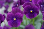 Viola cornuta Sorbet XP Purple