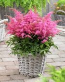 Astilbe Short ’n Sweet Raspberry  