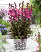 Lobelia Rose Princess