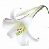 Bright White serie: Lilium formosanum var pricei