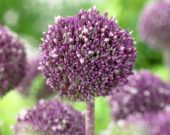 Allium Summer Drummer