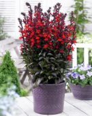 Lobelia Scarlet Princess
