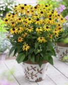 Rudbeckia fulgida Little Goldstar