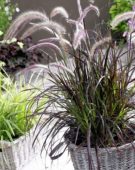 Pennisetum x advena Summer Samba