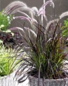 Pennisetum x advena Summer Samba