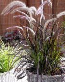 Pennisetum x advena Summer Samba