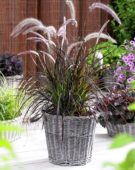 Pennisetum x advena Summer Samba
