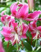 Lilium speciosum var. rubrum Uchida