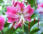 Lilium speciosum var. rubrum Uchida