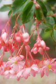 Begonia fuchsiodes Pink