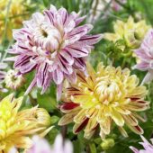 Dahlia Avignon ®, Cambridge ® Dahlia Avignon ®, Cambridge ®