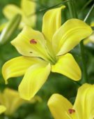 Lilium Yellow Cocotte
