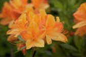 Rhododendron oranje