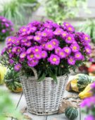 Aster Pink Topas ® Aster Pink Topas ®