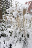 Snow-covered Cortaderia selloana