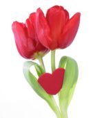 Valentijn tulp