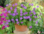 Geranium Rozanne