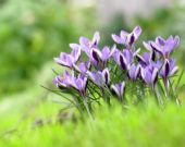 Crocus sieberi Spring Beauty ® Crocus sieberi Spring Beauty ®