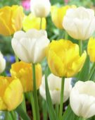 Tulipa Angels Wish, Beauty of Parade
