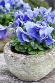 Violets in stone pot