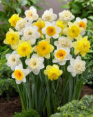 Narcissus Mix Ice Follies Familie
