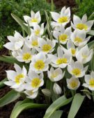 Tulipa polychroma