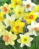 Narcissus mixed