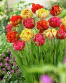 Tulipa Unique ® mix Tulipa Unique ® mix