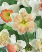 Narcissus rose gemengd
