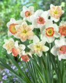 Narcissus pink mixed