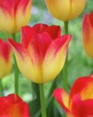 Tulipa Suncatcher