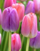 Tulipa Pride Combination